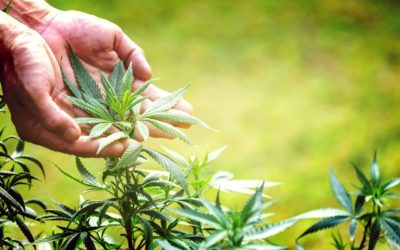 The Evolution of Cannabis Legalization: A Global Perspective